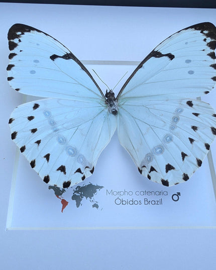 Framed Opalescent Blue Morpho Butterfly, Taxidermy Entomology Wall Art