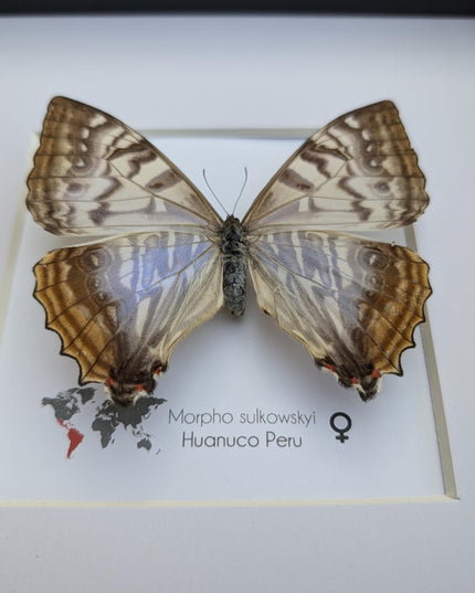 Framed morpho butterfly: sulkowsky's mother of pearl neotropical decor (8x8)