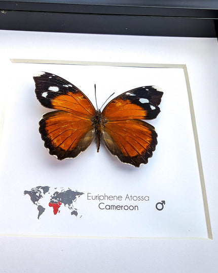 Eurphene atossa,  the atossa nymph,  framed butterfly, taxidermy moth art, and entomology present