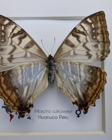Framed morpho butterfly: sulkowsky's mother of pearl neotropical decor (8x8)