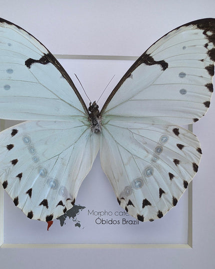 Framed Opalescent Blue Morpho Butterfly, Taxidermy Entomology Wall Art