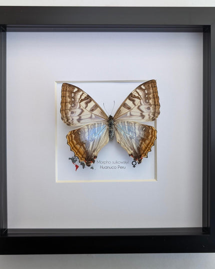 Framed morpho butterfly: sulkowsky's mother of pearl neotropical decor (8x8)