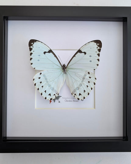 Framed Opalescent Blue Morpho Butterfly, Taxidermy Entomology Wall Art