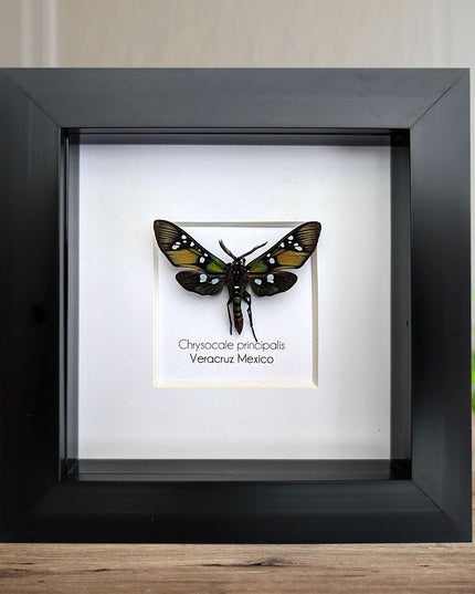 Framed princely tiger moth: veracruz mexico, 4"x4" display