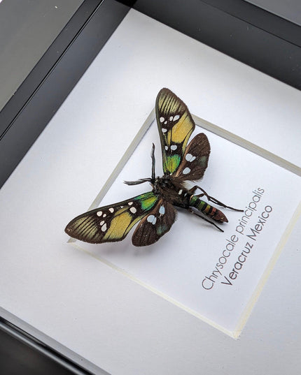 Framed princely tiger moth: veracruz mexico, 4"x4" display
