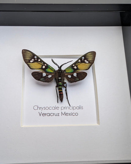 Framed princely tiger moth: veracruz mexico, 4"x4" display