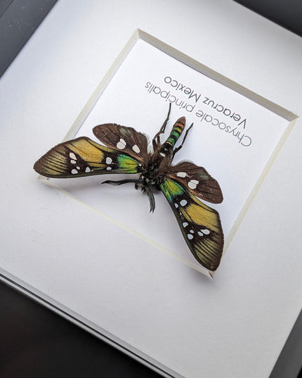 Framed princely tiger moth: veracruz mexico, 4"x4" display
