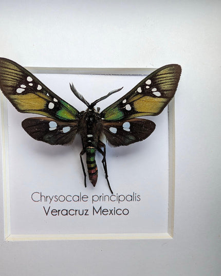 Framed princely tiger moth: veracruz mexico, 4"x4" display