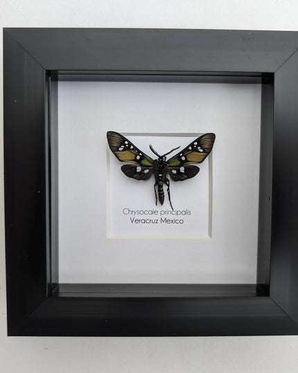 Framed princely tiger moth: veracruz mexico, 4"x4" display