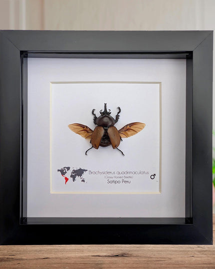 Framed brachysiderus beetle taxidermy: glossy horned beetle entomology display