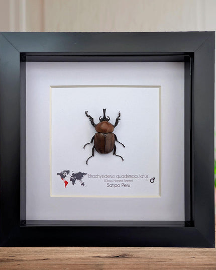 Framed Glossy Horned Beetle Taxidermy, Ethically Sourced Entomology Display (6x6)