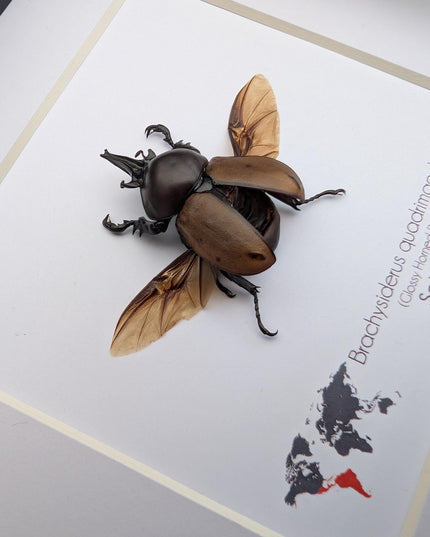 Framed brachysiderus beetle taxidermy: glossy horned beetle entomology display