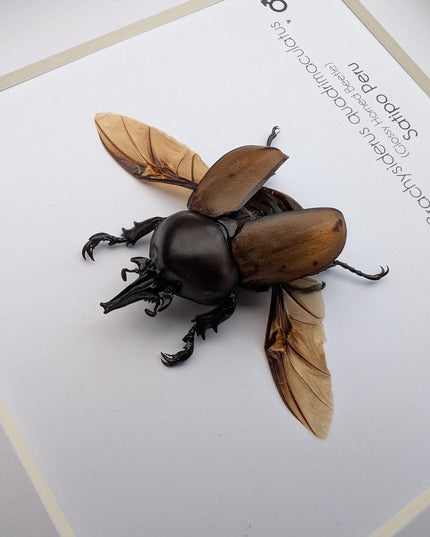 Framed brachysiderus beetle taxidermy: glossy horned beetle entomology display