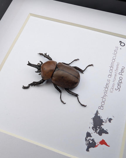 Framed Glossy Horned Beetle Taxidermy, Ethically Sourced Entomology Display (6x6)