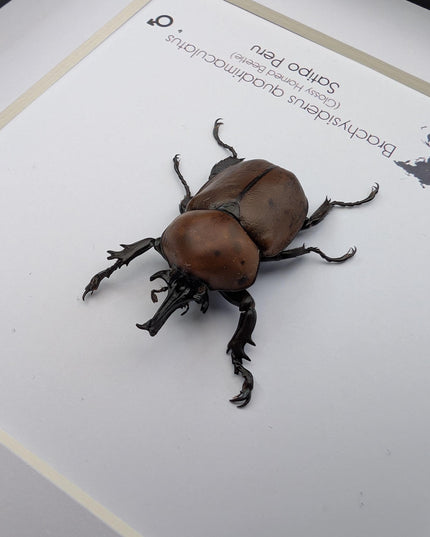 Framed Glossy Horned Beetle Taxidermy, Ethically Sourced Entomology Display (6x6)