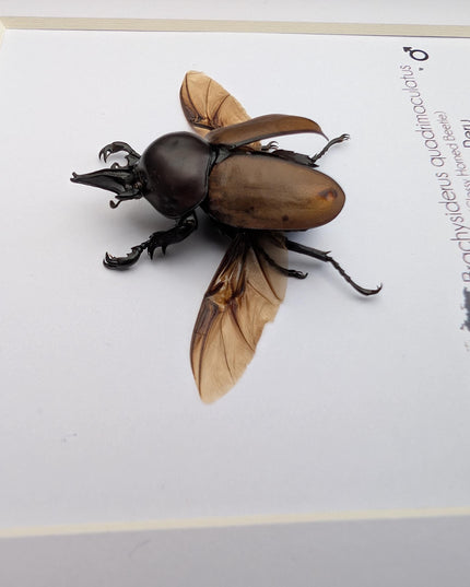 Framed brachysiderus beetle taxidermy: glossy horned beetle entomology display