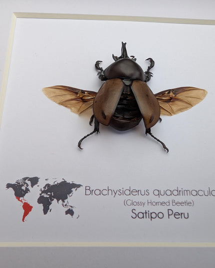 Framed brachysiderus beetle taxidermy: glossy horned beetle entomology display