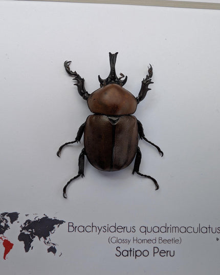 Framed Glossy Horned Beetle Taxidermy, Ethically Sourced Entomology Display (6x6)