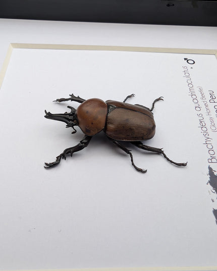 Framed Glossy Horned Beetle Taxidermy, Ethically Sourced Entomology Display (6x6)