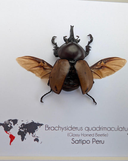 Framed brachysiderus beetle taxidermy: glossy horned beetle entomology display
