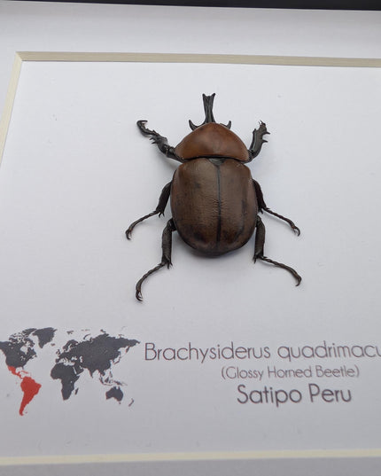 Framed Glossy Horned Beetle Taxidermy, Ethically Sourced Entomology Display (6x6)