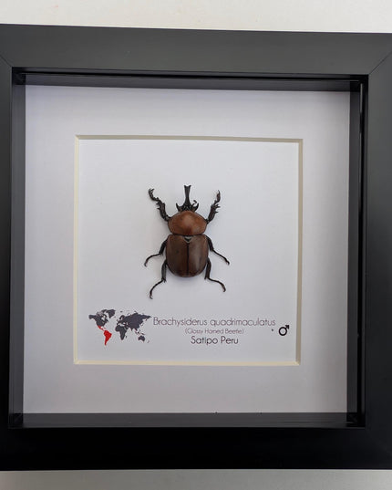 Framed Glossy Horned Beetle Taxidermy, Ethically Sourced Entomology Display (6x6)