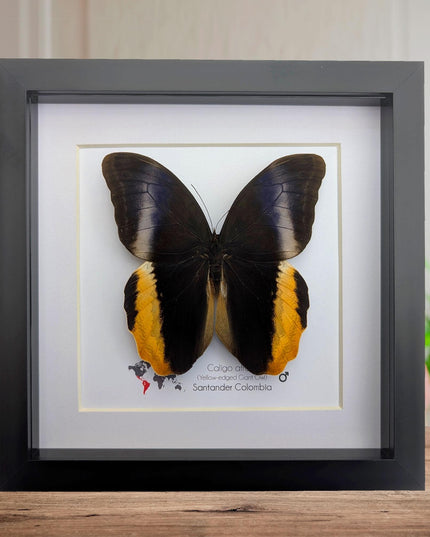 Framed Caligo Atreus Butterfly, Yellow-Edged Giant Owl, Taxidermy Art 8x8