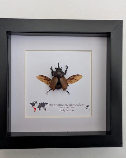 Framed brachysiderus beetle taxidermy: glossy horned beetle entomology display