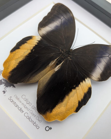 Framed Caligo Atreus Butterfly, Yellow-Edged Giant Owl, Taxidermy Art 8x8