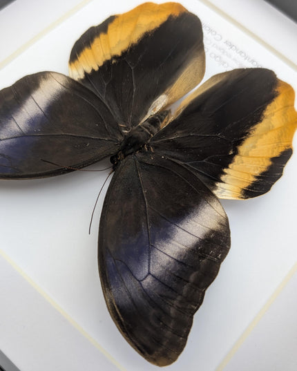 Framed Caligo Atreus Butterfly, Yellow-Edged Giant Owl, Taxidermy Art 8x8