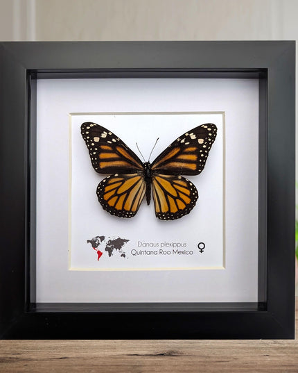 Framed monarch butterfly taxidermy: ethically sourced entomology wall art
