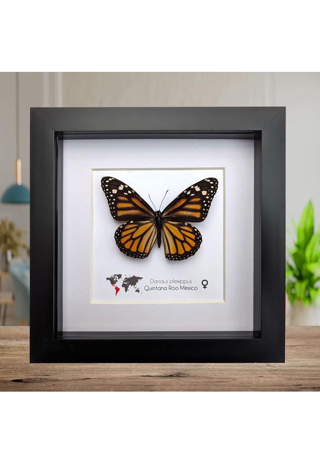 Framed monarch butterfly taxidermy: ethically sourced entomology wall art