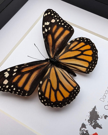 Framed monarch butterfly taxidermy: ethically sourced entomology wall art
