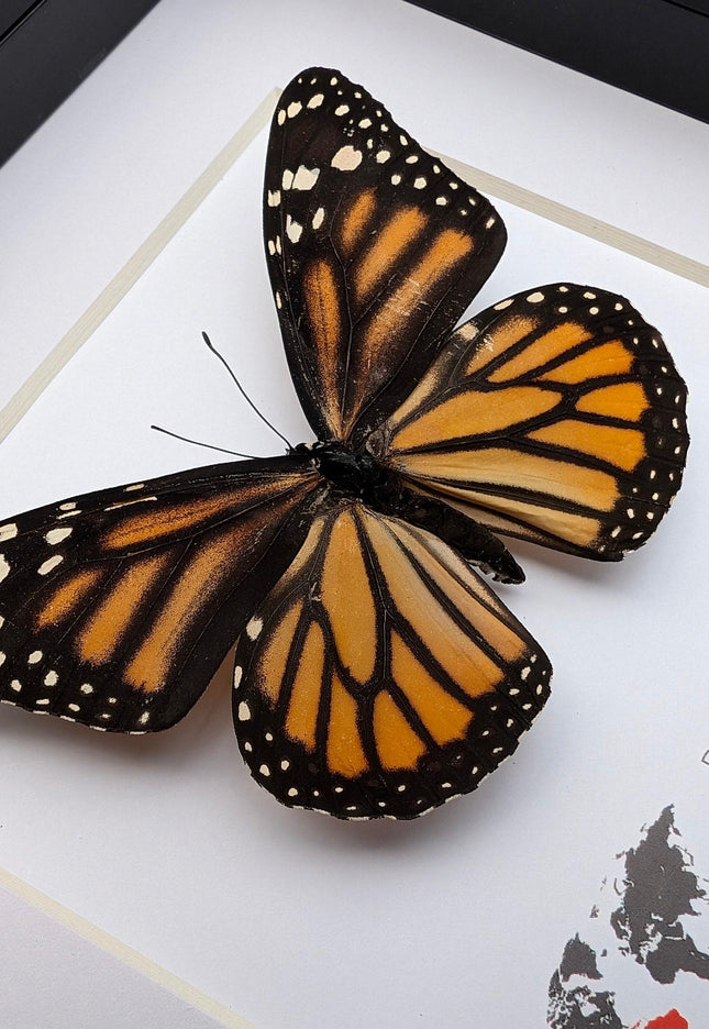 Framed monarch butterfly taxidermy: ethically sourced entomology wall art