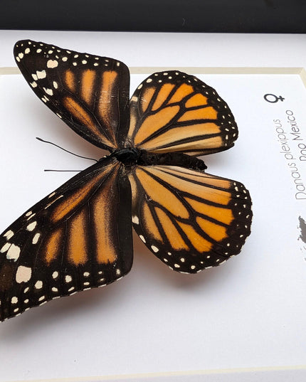 Framed monarch butterfly taxidermy: ethically sourced entomology wall art