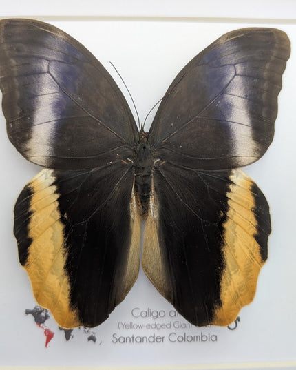 Framed Caligo Atreus Butterfly, Yellow-Edged Giant Owl, Taxidermy Art 8x8