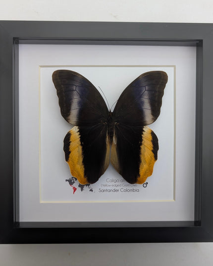 Framed Caligo Atreus Butterfly, Yellow-Edged Giant Owl, Taxidermy Art 8x8