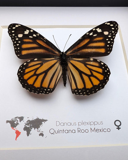 Framed monarch butterfly taxidermy: ethically sourced entomology wall art