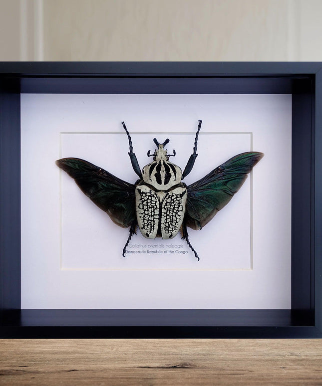 Framed Eastern Goliath Flower Beetle Taxidermy, Spread Wing Display (8x10)