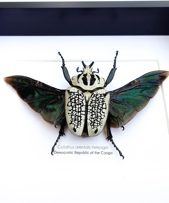 Framed Eastern Goliath Flower Beetle Taxidermy, Spread Wing Display (8x10)