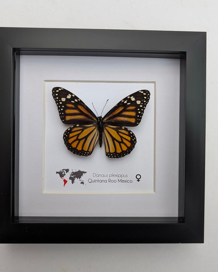 Framed monarch butterfly taxidermy: ethically sourced entomology wall art