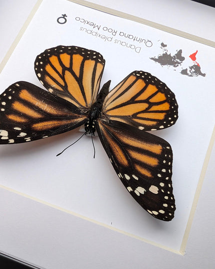 Framed monarch butterfly taxidermy: ethically sourced entomology wall art