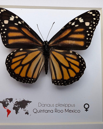 Framed monarch butterfly taxidermy: ethically sourced entomology wall art