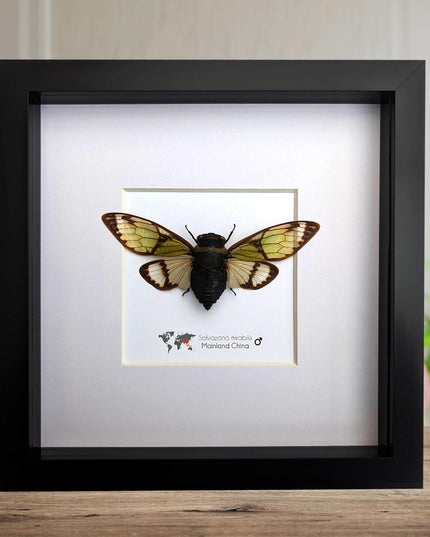Framed Salvazana Mirabilis Cicada, Laos Entomology Display, 8x8