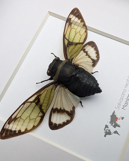 Framed Salvazana Mirabilis Cicada, Laos Entomology Display, 8x8