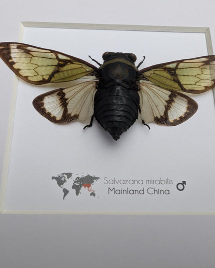 Framed Salvazana Mirabilis Cicada, Laos Entomology Display, 8x8