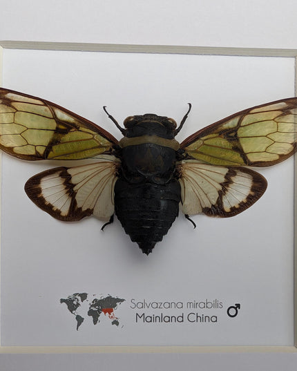 Framed Salvazana Mirabilis Cicada, Laos Entomology Display, 8x8
