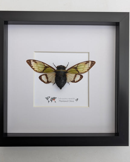 Framed Salvazana Mirabilis Cicada, Laos Entomology Display, 8x8