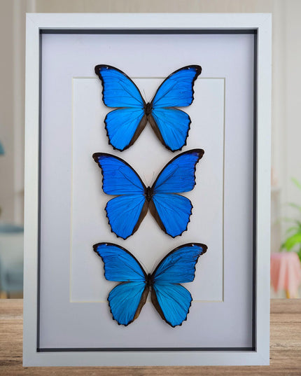Framed Giant Blue Morpho Butterfly Taxidermy, A3