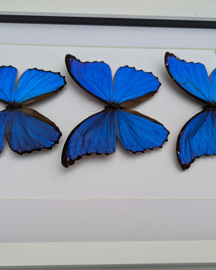 Framed Giant Blue Morpho Butterfly Taxidermy, A3